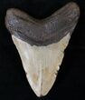 Megalodon Tooth - North Carolina #13830-2